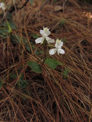 Disperis virginalis