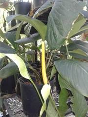 Anthurium ochranthum