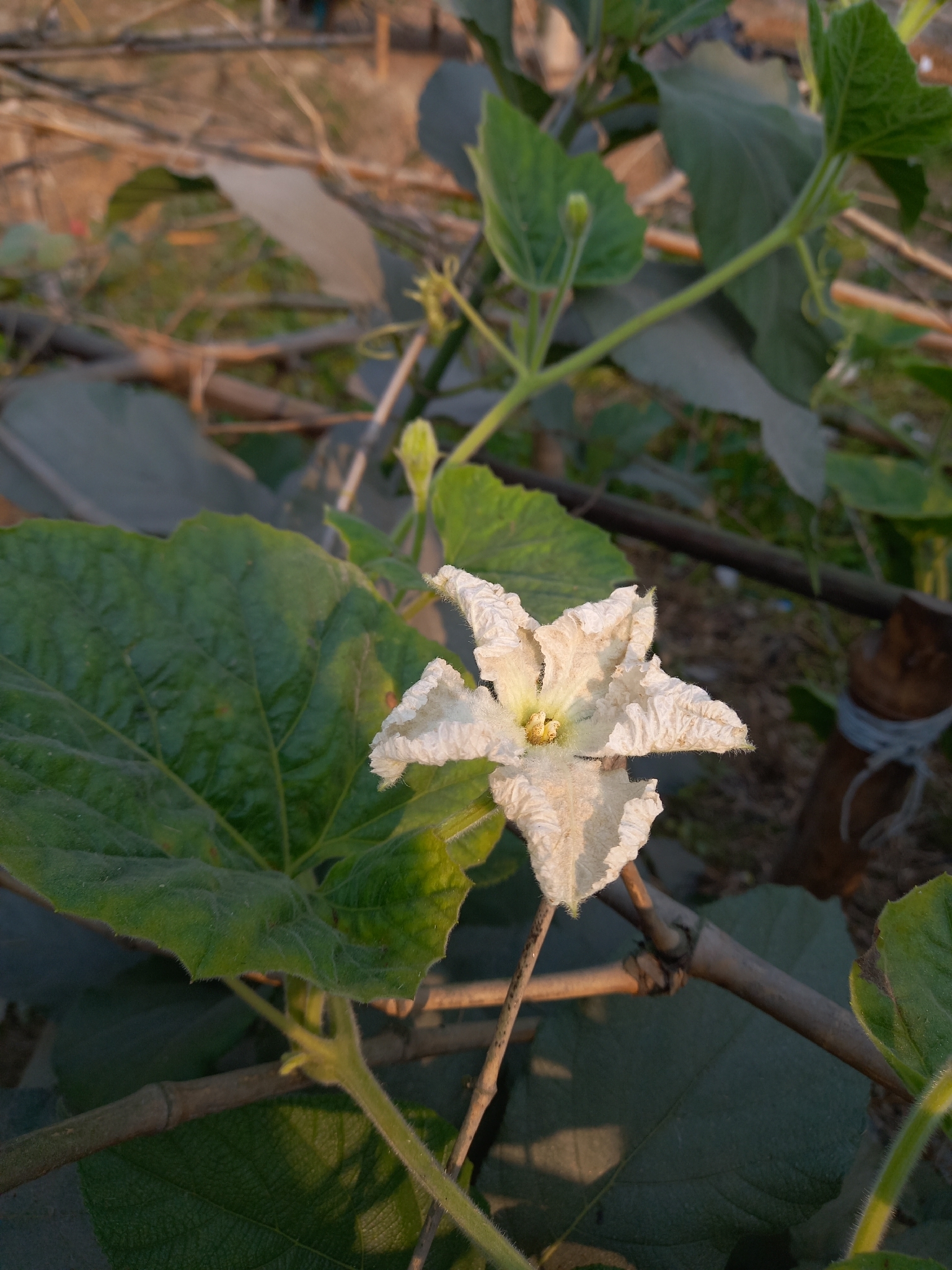 Bottle gourd