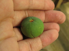 Calophyllum