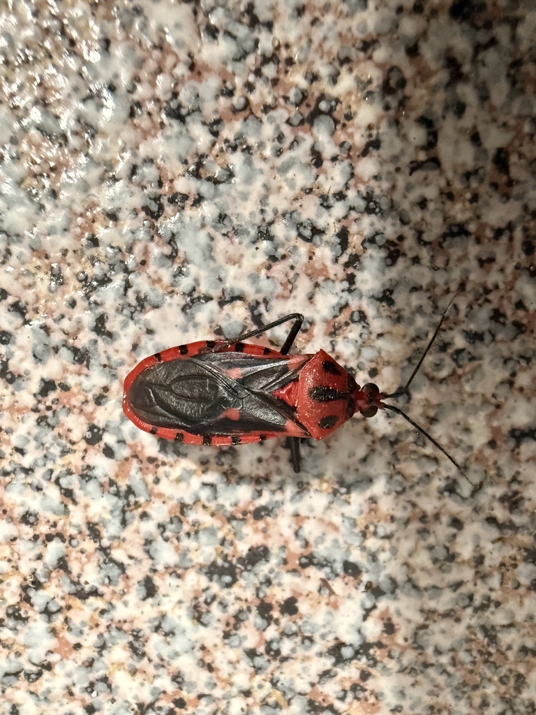 Sphaeridops amoenus