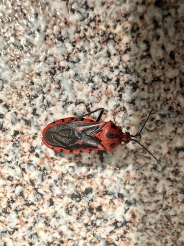Sphaeridops amoenus
