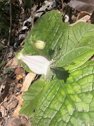 Sinningia richii