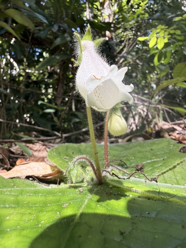 Sinningia richii