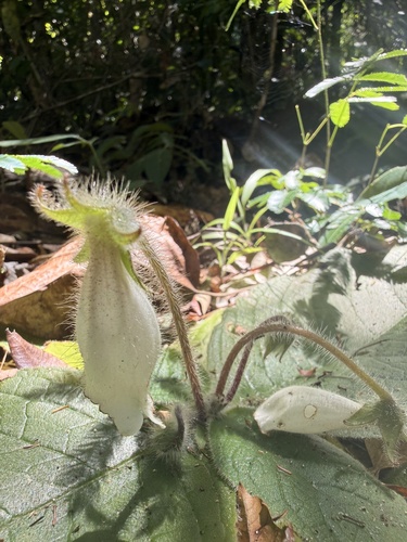 Sinningia richii