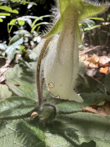 Sinningia richii