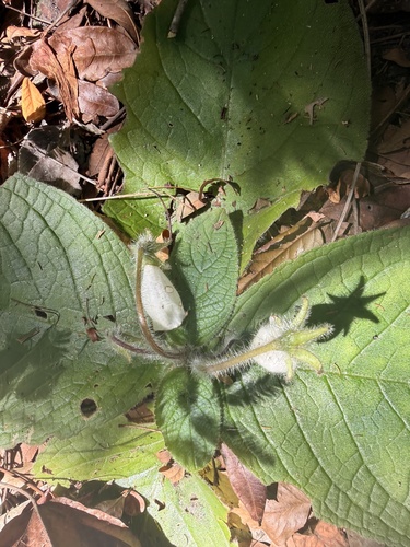 Sinningia richii