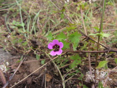 Geranium ocellatum