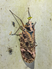 Phrictus xanthopterus