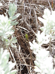 Hyperolius benguellensis