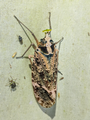 Phrictus xanthopterus