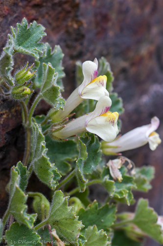 Asarina procumbens Mill.