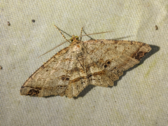 Melanolophia bugnathos