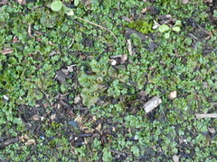 Marchantia polymorpha