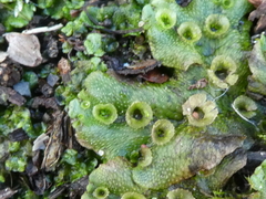 Marchantia polymorpha