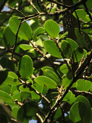 Ficus americana