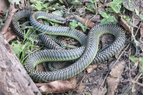 Chrysopelea paradisi