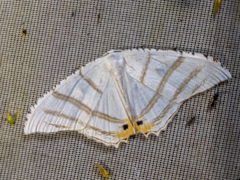 Epiplema albipennaria