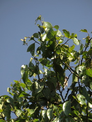 Aiouea montana