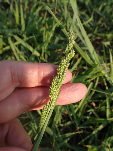 Foto de Echinochloa colonum