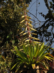 Tillandsia fendleri