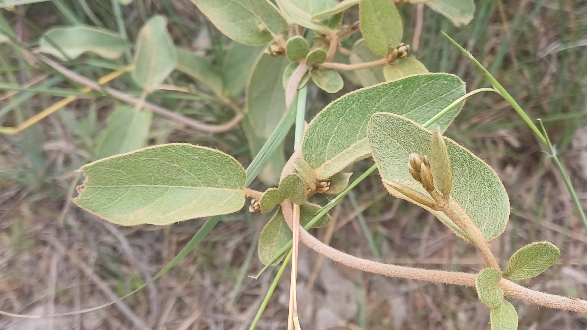 Imagem de Sphedamnocarpus pruriens