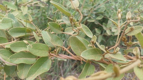 Foto de Sphedamnocarpus pruriens