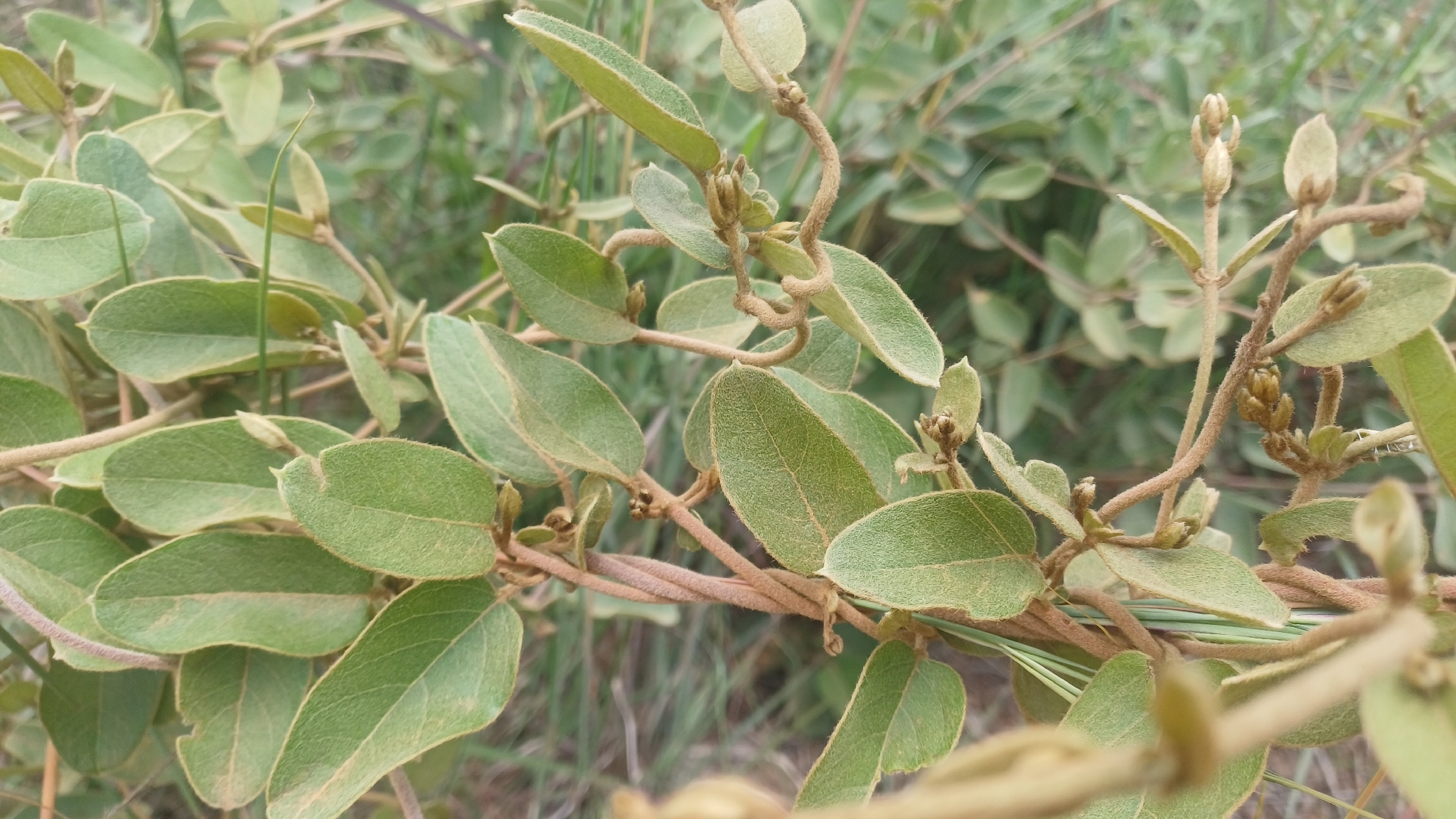Imagem de Sphedamnocarpus pruriens