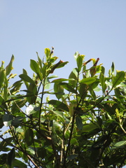 Sapium stylare