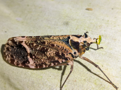 Phrictus xanthopterus