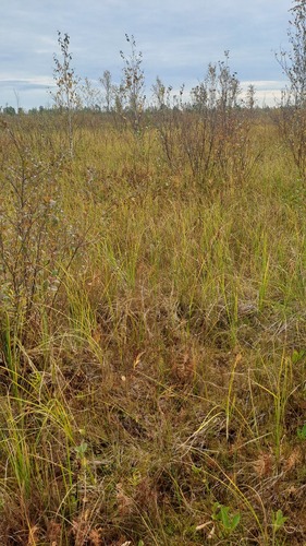 Betula ovalifolia iNat (2)