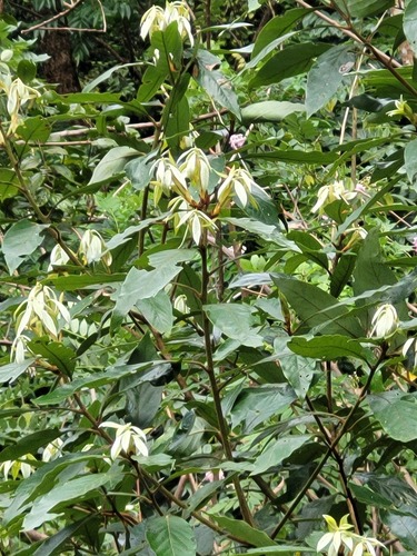 Actinodaphne salicina (Actinodaphne salicina)