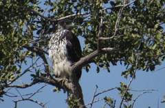 Aquila spilogaster