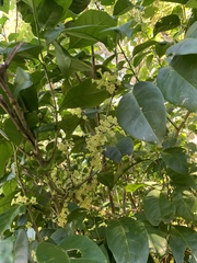 Cestrum citrifolium