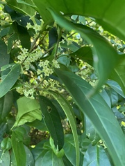 Cestrum citrifolium
