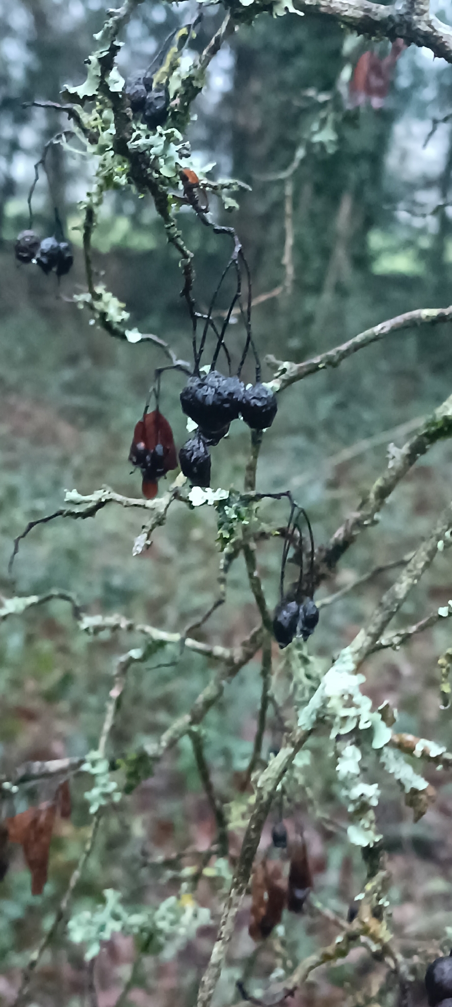 Crataegus monogyna