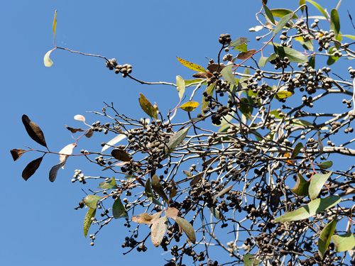 desert stringybark (Eucalyptus arenacea)