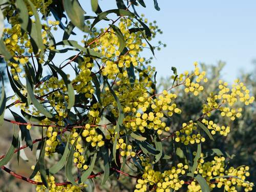 Golden wattle (Acacia pycnantha)