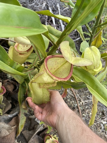 Nepenthes neoguineensis
