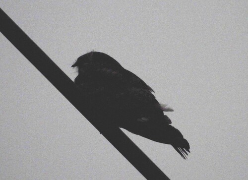 Grey Nightjar (Caprimulgus jotaka)