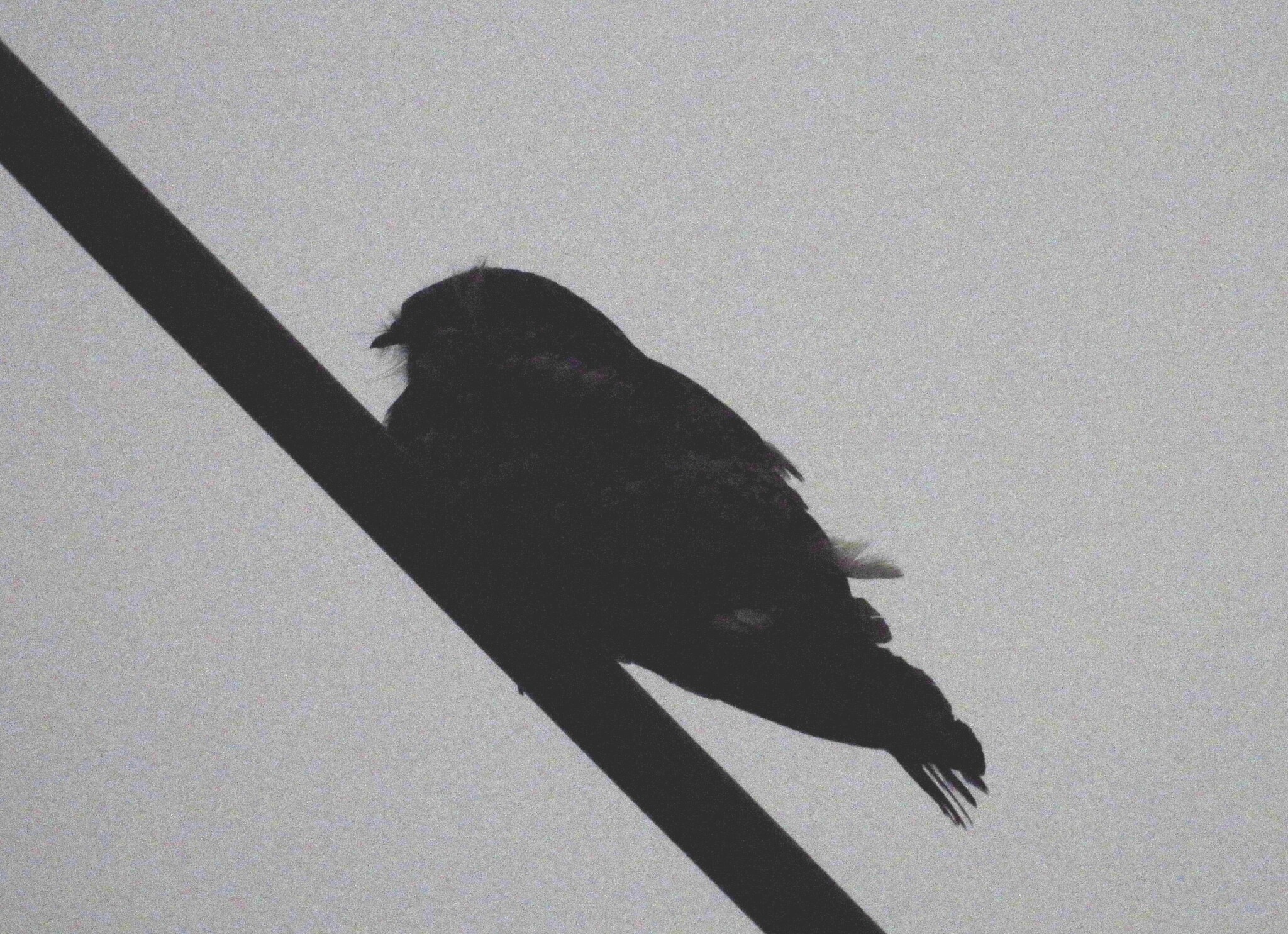 Grey Nightjar (Caprimulgus jotaka), photo 1