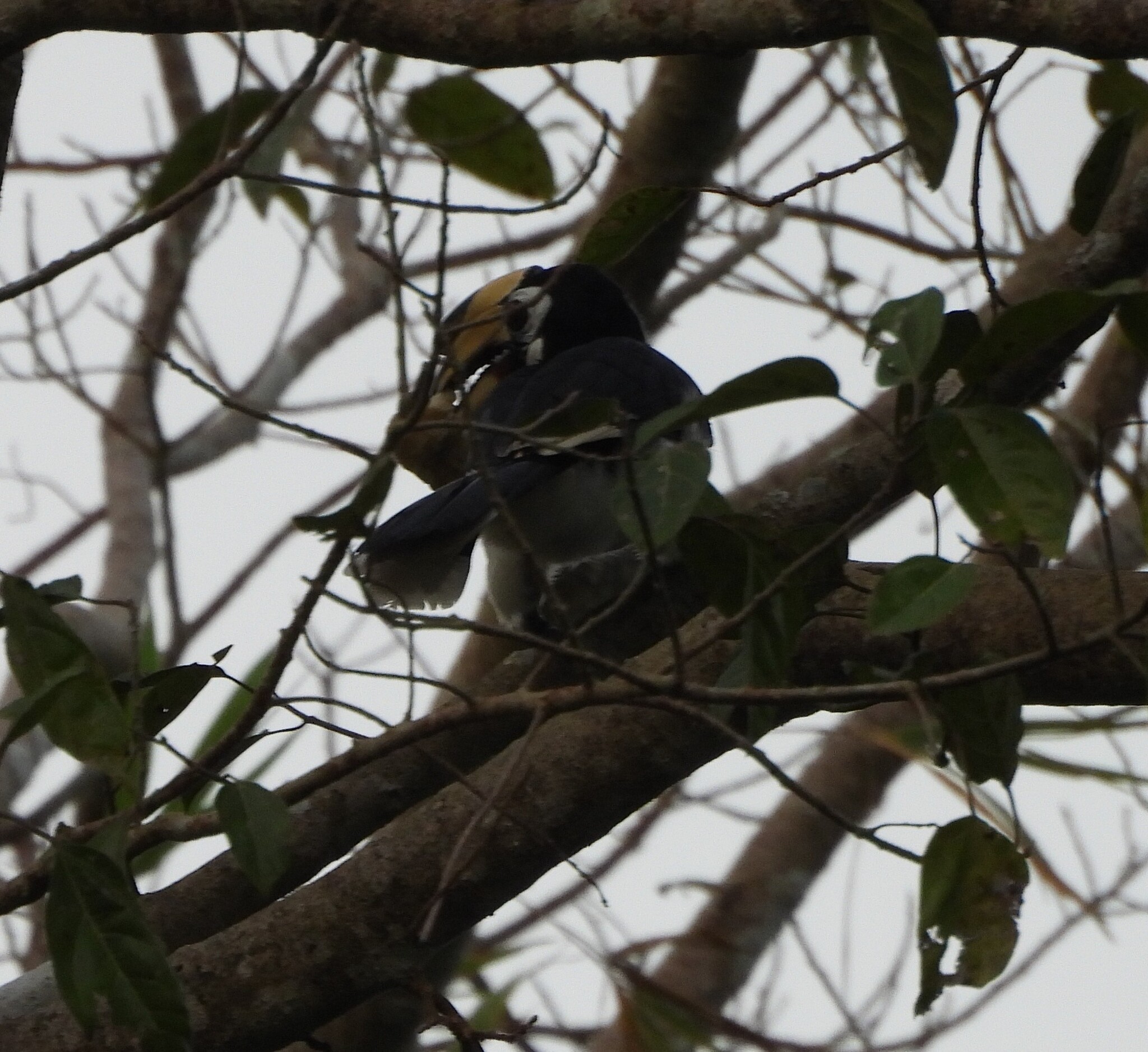 Oriental Pied Hornbill (Anthracoceros albirostris), photo 7