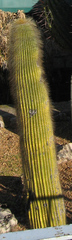 Cephalocereus polylophus