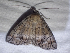 Dysbatus stenodesma