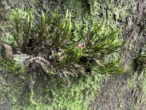 Pseudocryphaea domingensis observed 2026-01-15
