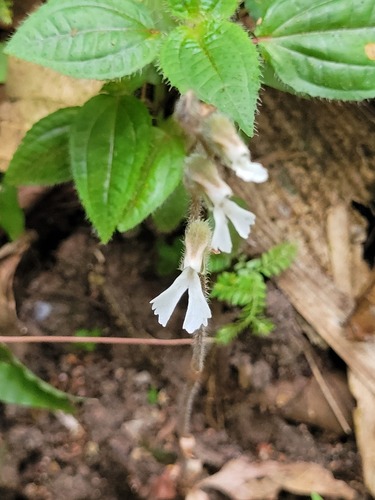 Long-Lipped Zeuxine (Zeuxine longilabris)