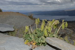 Blumenbachia prietea