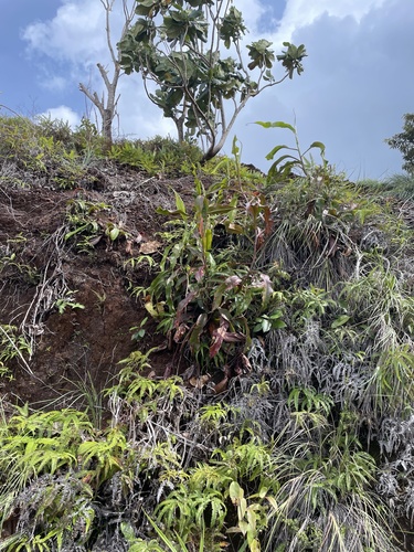 Nepenthes neoguineensis