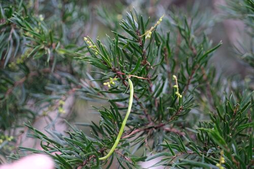Rice's Wattle (Acacia riceana)