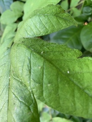 Spathodea campanulata